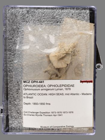 Media type: image;   Invertebrate Zoology OPH-441 Aspect: labels